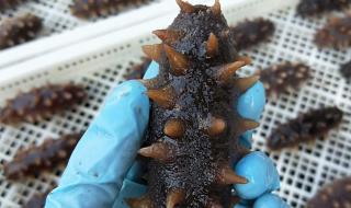 獐子岛海参 獐子岛海参